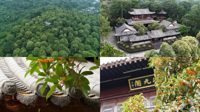 咸宁桂花桂花博物馆