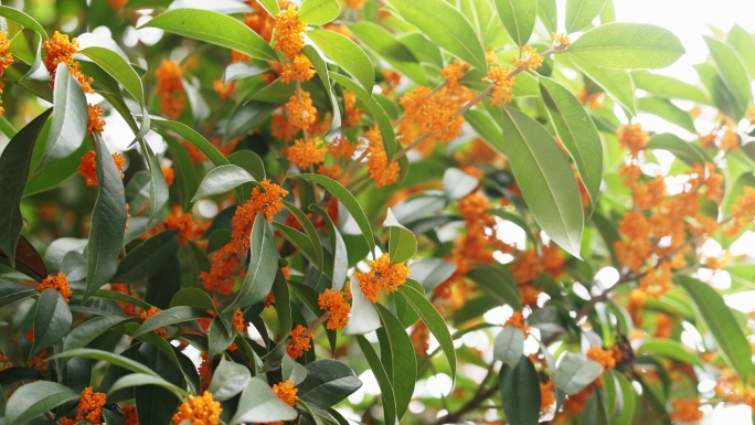 咸宁桂花桂花博物馆