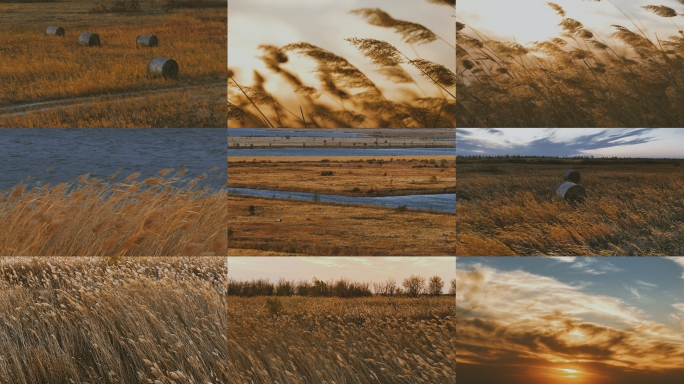 秋天湖边风吹芦苇荡夕阳伤感情绪