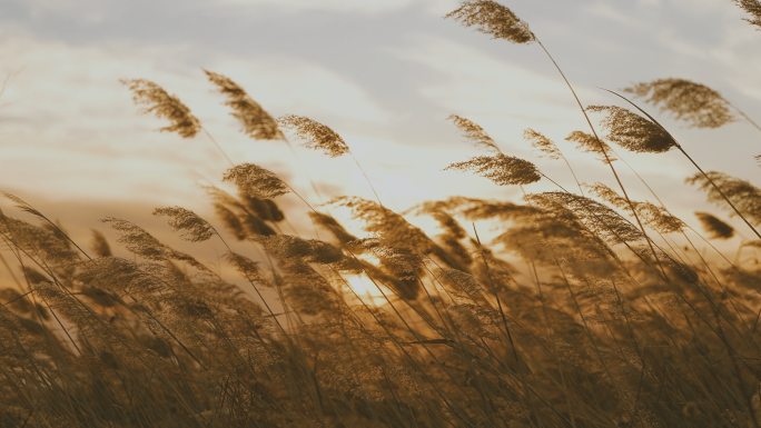 秋天湖边风吹芦苇荡夕阳伤感情绪