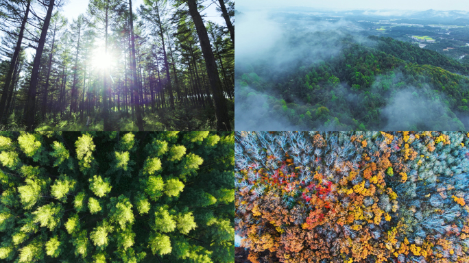 森林日出绿色生态