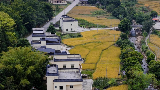 信宜贵子秋风跟梯田 航拍绿色梯田乡村美景
