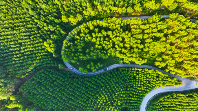 航拍汽车穿过山林树林