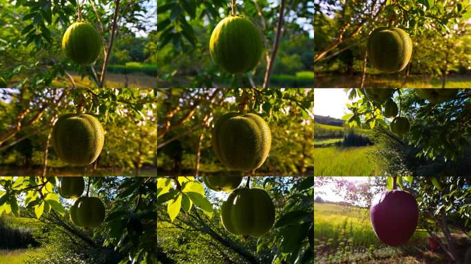 阳光下的挂枝柚子