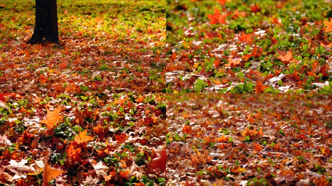秋天 风吹落叶 落叶 秋天落叶 大风落叶