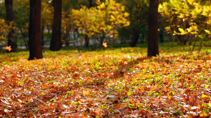 秋天 风吹落叶 落叶 秋天落叶 大风落叶