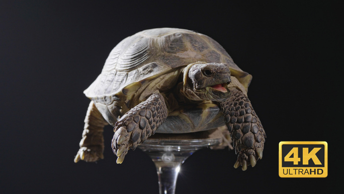4K四爪陆龟展示-0082