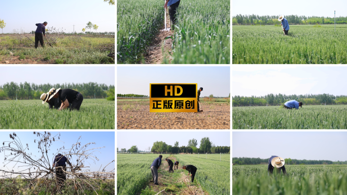 农民开荒地里干活