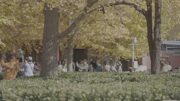 Slog3古寺秋景银杏树下游人