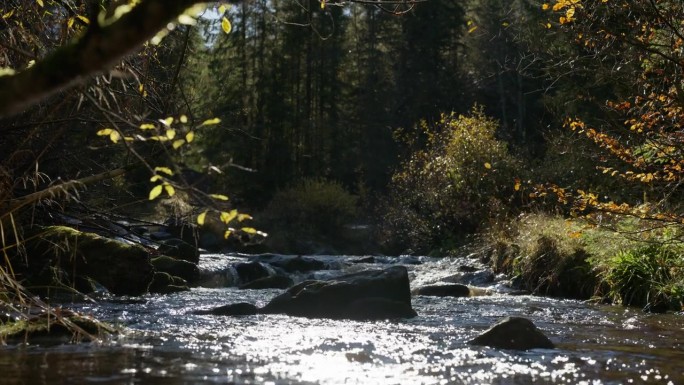 秋叶闪耀阳光下的宁静森林溪流