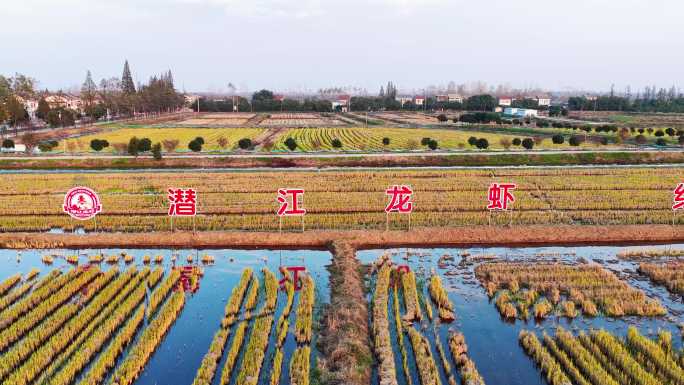 潜江虾稻龙虾养殖基地潜江龙虾红遍天下