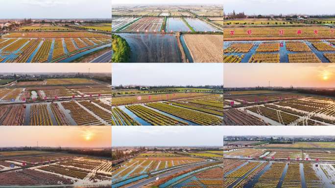 潜江虾稻龙虾养殖基地潜江龙虾红遍天下