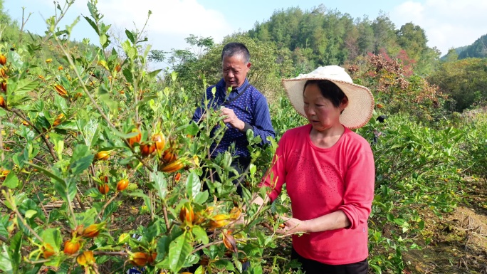 合集栀子山栀栀子果采摘