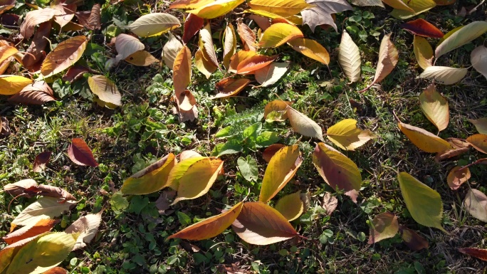 秋风落叶铺满草地阳光下的落叶特写