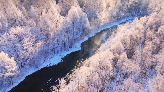 雾凇雪松冰雪森林雪景冬天