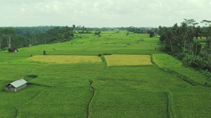 巴厘岛美丽的翠绿稻田和金黄成熟田野全景。