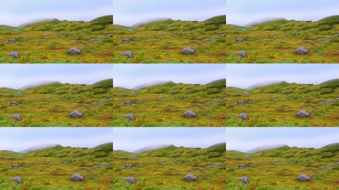 高山植物和石坡