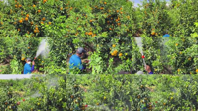 橘子园防虫喷药作业 果农柑橘园喷洒农药