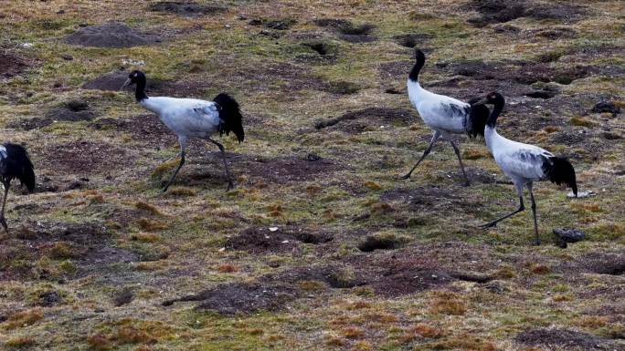 高原黑颈鹤群自然生态