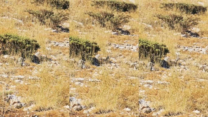 石鸡在荆棘灌木丛中行走