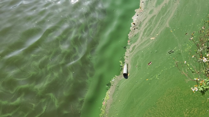 水面绿藻污染实拍 河道蓝藻漂浮视频