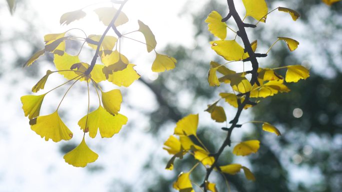 阳光下的金黄银杏叶，秋日银杏树枝叶摇曳