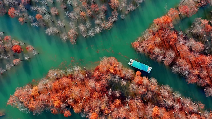 秋季安徽宣城皖南川藏线方塘落羽杉林与木筏