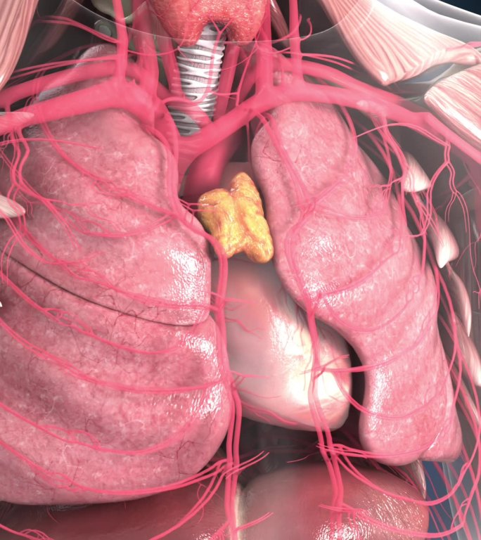 胸腺人体胸腔器官解剖内分泌系统腺体竖屏