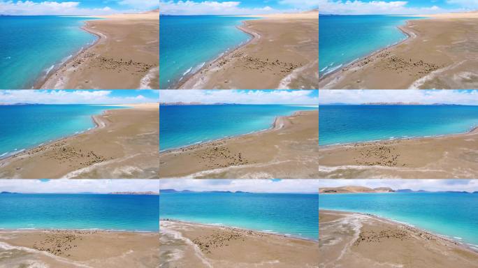 航拍色林错蓝色湖泊与沙滩羊群