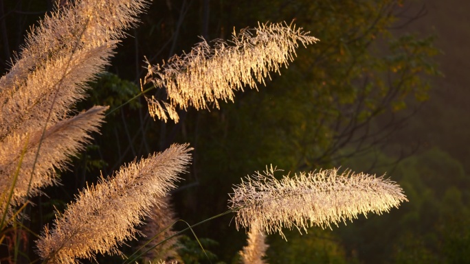 风中摇曳的芦苇荡夕阳下的芦苇风景