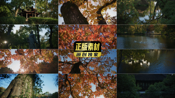 苏州天平山红叶6K