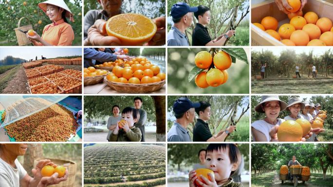 橙子柑橘农民水果果园农业 扶贫 乡村丰收