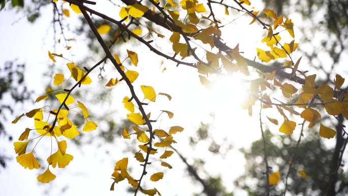 阳光下的金黄银杏叶，秋日银杏树枝叶特写
