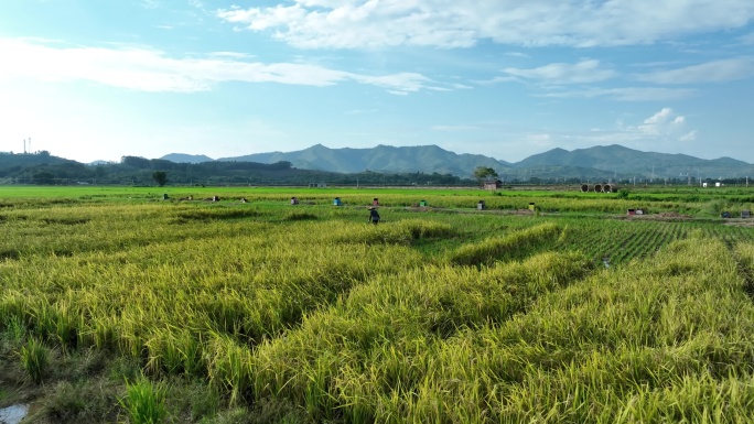 绿田戴帽农民田间收割劳作