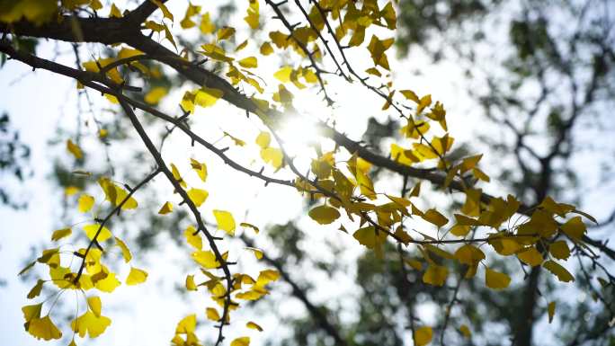 秋日银杏阳光透过枝叶，金黄银杏叶逆光空镜