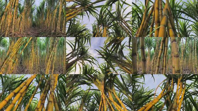 金黄甘蔗田丰收景象 阳光下的翠绿甘蔗林