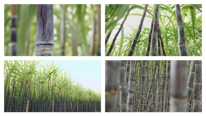 原创4k甘蔗林实拍