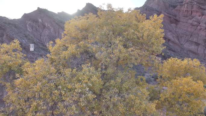 峡谷中的金色胡杨林