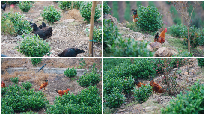 山地散养土鸡群觅食