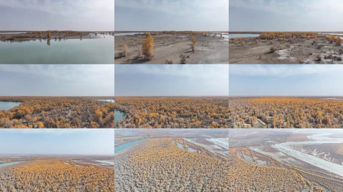 航拍金色胡杨林湿地