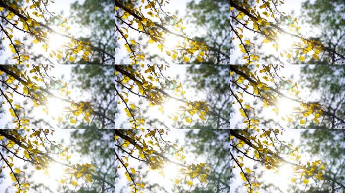 阳光透过金黄银杏树叶，逆光下的黄色银杏叶