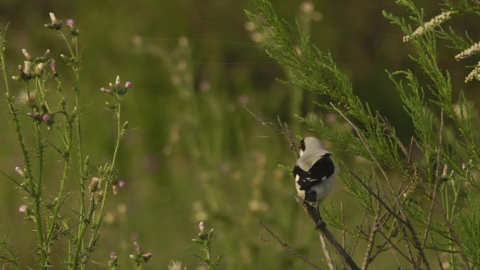 红尾伯劳（Lanius sp.）栖息在阿塞拜疆的一处灌木丛上