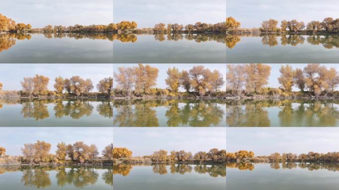 金色胡杨映秋水