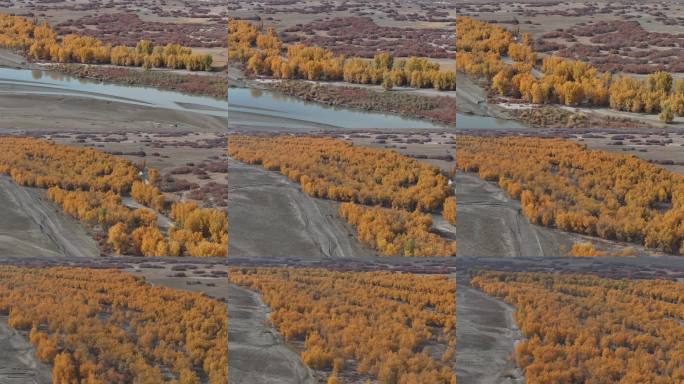 航拍金色胡杨林秋景