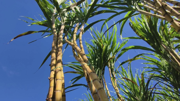 阳光下的甘蔗田仰拍甘蔗林逆光甘蔗风吹甘蔗