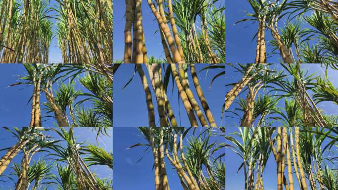 阳光下的甘蔗田仰拍甘蔗林逆光甘蔗风吹甘蔗