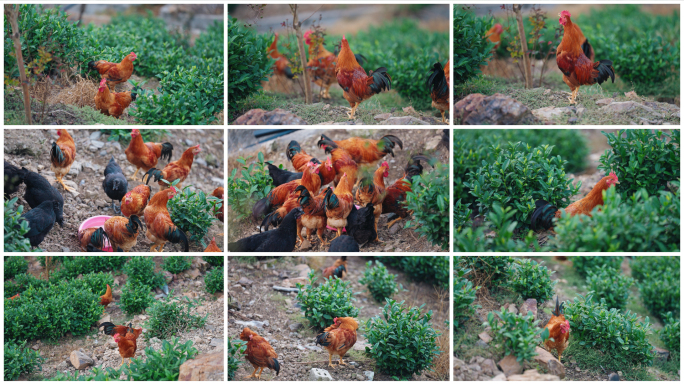 散养土鸡山林觅食