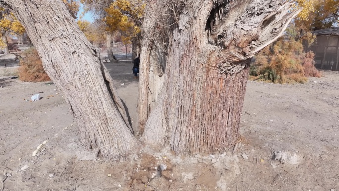 秋日胡杨古树特写