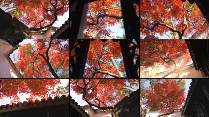 苏州园林留园秋景红枫