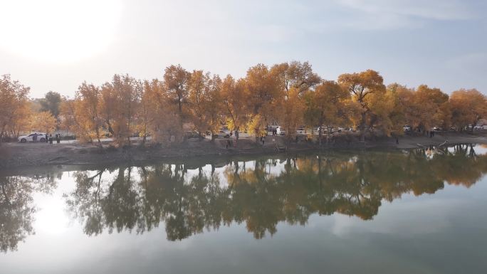 金秋胡杨湖泊倒影